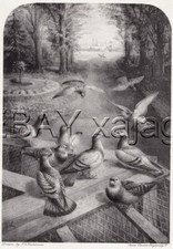 Bird pigeon homing for sale  Lake Villa