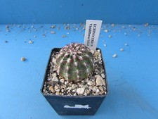 Echinocereus viridiflorus lk13 for sale  HALESOWEN