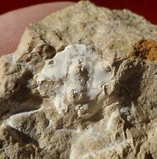 Crabe fossile éocène d'occasion  Cuxac-d'Aude