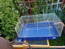 Indoor guinea pig for sale  CASTLE CARY