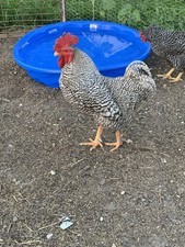 Barred rock chicken for sale  Lockridge