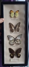 vintage framed butterflies for sale vintage framed butterflies for sale  WARRINGTON