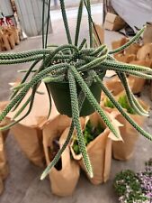 Rat tail cactus for sale  San Diego