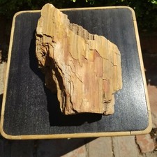 Large petrified wood for sale  Oakland