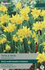Narcissus tete tete for sale  DOWNHAM MARKET