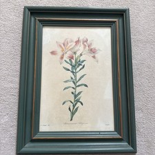 Redoute alstroemeria pelegrina for sale  AYLESBURY