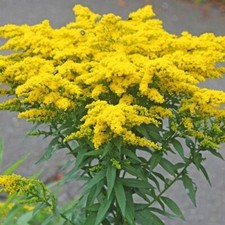 Goldrute solidago cult gebraucht kaufen  Wertheim