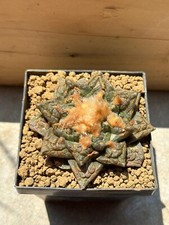 ariocarpus lloydii usato ariocarpus lloydii usato Valdastico