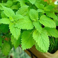Herb plants garden for sale  WORKSOP