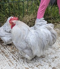 Lavender mottled pekin for sale  ST. AUSTELL