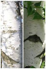 Birke betula pendula gebraucht kaufen  Kallmünz