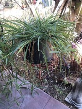Spiders ready plant for sale  Tucson
