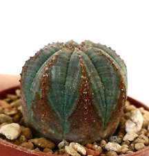 Euphorbia obesa 45r usato  Napoli