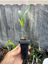 Montgomery palm seedlings for sale  New Smyrna Beach