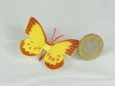 Moth butterfly insect for sale  BLACKPOOL
