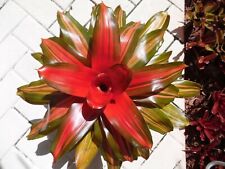 Neoregelia orange crush for sale  Pompano Beach