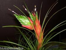 Tillandsia punctulata live for sale  DRONFIELD