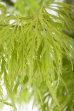 Acer palmatum dissectum gebraucht kaufen  Westerstede