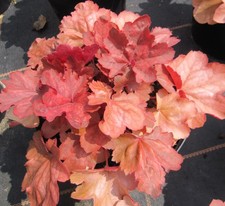 Garten purpurglöckchen cherry gebraucht kaufen  Zetel