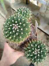 Mammillaria seitziana. pot usato  Civitanova Marche