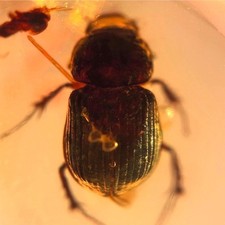 Scarab beetle scarabaeidae for sale  GILLINGHAM