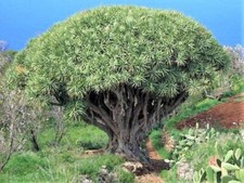 Dragon tree dracaena for sale  Canton