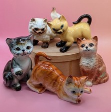 Five cat kitten for sale  Philadelphia