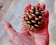 Pine cones good for sale  WOLVERHAMPTON