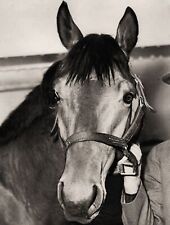 1937 Corrida Campeão Cavalo Seabiscuit foto (180-e) comprar usado  Enviando para Brazil
