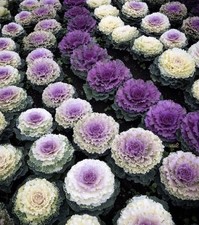 Decorative ornamental garden for sale  LOUGHTON