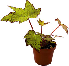 Little beaver begonia for sale Little beaver begonia for sale  Denver