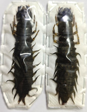 CORYDALIDAE - Acanthacorydalis fruhstorferi -CHINA- Giant Dobson Fly Larva 80mm! comprar usado  Enviando para Brazil