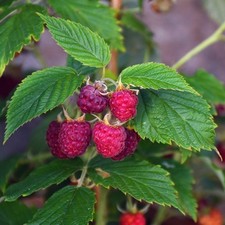 raspberry plants 1 2 tall for sale raspberry plants 1 2 tall for sale San Marcos