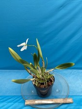 Cattleya mossiae semi for sale  Daly City