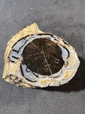 Blue forest petrified for sale  Saugatuck