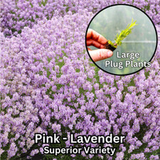 Pack lavender augustifolia for sale  BEDFORD