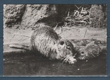 Cpsm 1960 nature d'occasion Cpsm 1960 nature d'occasion  Bourg-en-Bresse