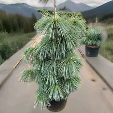 Pinus schwerinii wiethorst for sale  SOUTHAMPTON