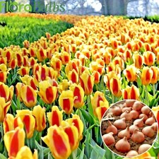 Giuseppe verdi tulip for sale  WISBECH