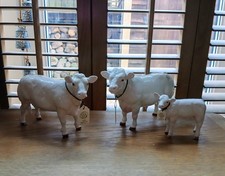 border fine arts charolais for sale border fine arts charolais for sale MARKET HARBOROUGH