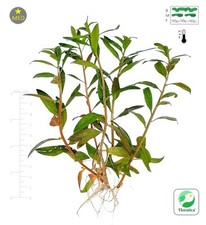 Proserpinaca palustris mermaid for sale  LEAMINGTON SPA