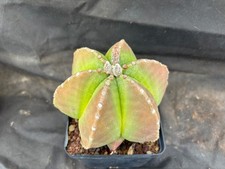 Astrophytum myriostigma nudum usato  Massafra