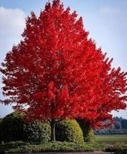 Organic red maple for sale  Casnovia