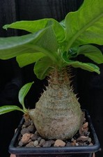 Pachypodium windsorii succulen for sale  GLOSSOP