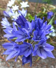Wild blue hyacinth for sale  Hayden