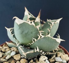 Rare clone agave d'occasion  Aire-sur-l'Adour