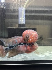 Red dragon flowerhorn for sale  Manvel