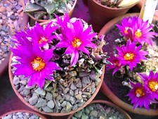 Ariocarpus agavoides fresh for sale Ariocarpus agavoides fresh for sale  GREENFORD