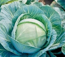 Cabbage plants kilaton for sale  LONDON