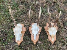 Nice roe deer for sale  UK